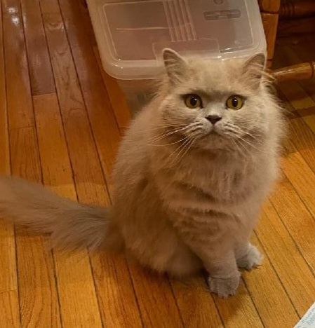 Custom Pet Portraits in Wood